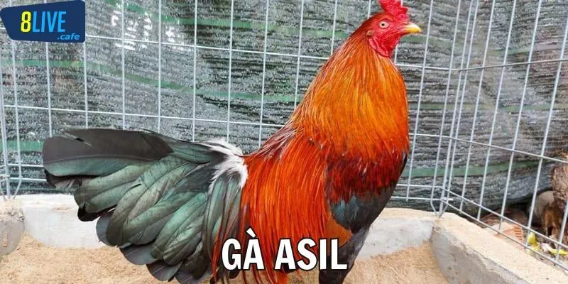 Gà Asil