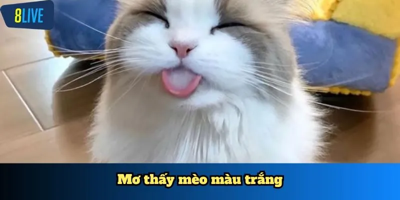 Mơ thấy mèo màu trắng